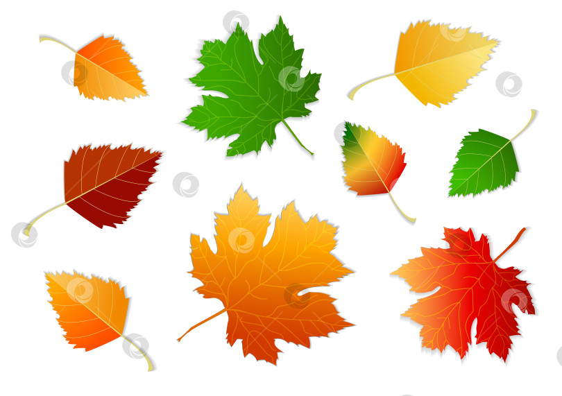 Набор осенних листьев разных цветов на белом и прозрачном фоне с тенью.  Концепция - осень, осеннее настроение. Изолированные осенние элементы для  дизайна. Кленовые листья, березовые листья - Ozero - российский фотосток