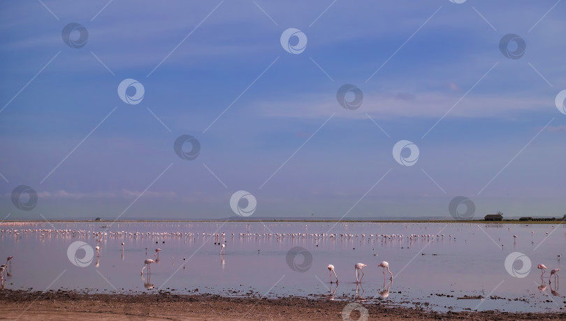 Скачать На озере собралась большая стая розовых фламинго. Кения. Парк Амбосели фотосток Ozero