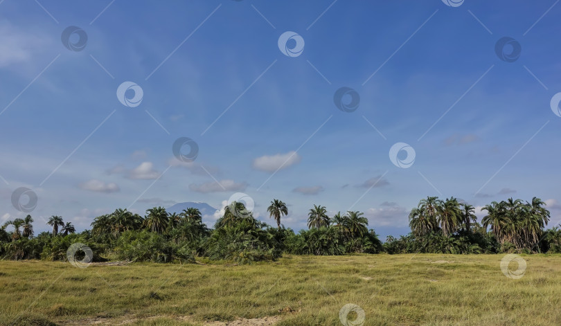Скачать На зеленой траве саванны раскинулись заросли тропических пальм. Из-за деревьев видна вершина заснеженной горы Килиманджаро. фотосток Ozero