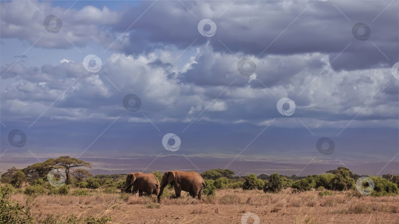 Скачать Два диких слона прогуливаются по сухой траве африканской саванны. фотосток Ozero