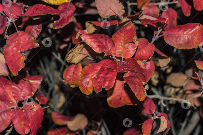 Скачать Осенние листья 2 фотосток Ozero