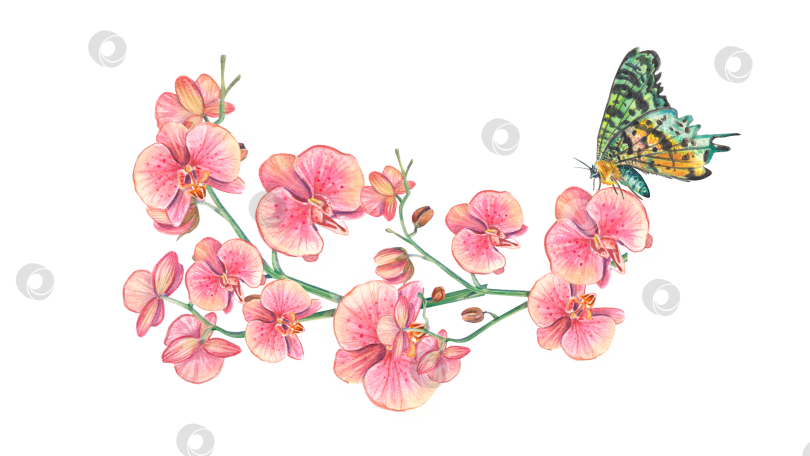 Скачать Горизонтальная ветка орхидеи с бабочкой. Акварельная ботаническая иллюстрация тропика. Букет цветов подходит для свадеб, открыток, обоев, фона, упаковки, спа-салона, текстиля фотосток Ozero