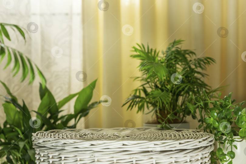 Скачать Часть домашнего интерьера с пустым подиумом на бежевом фоне с зелеными листьями фотосток Ozero