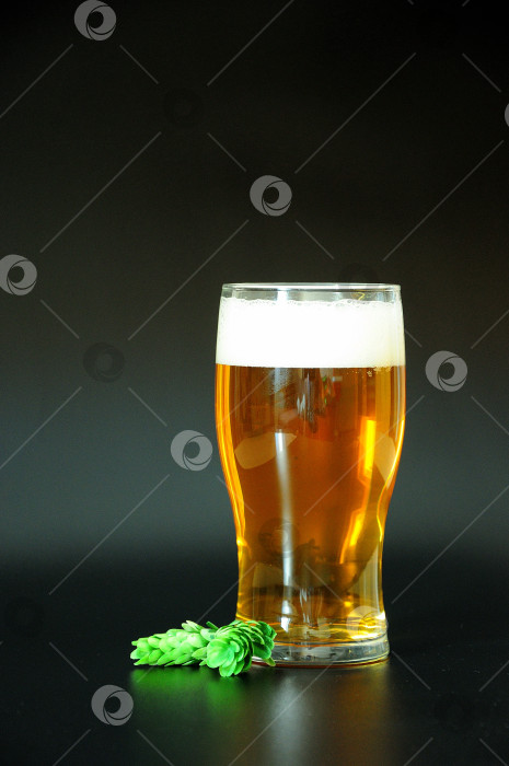 Скачать Бокал светлого пива с пеной и два сорта хмеля рядом друг с другом на черном фоне. фотосток Ozero