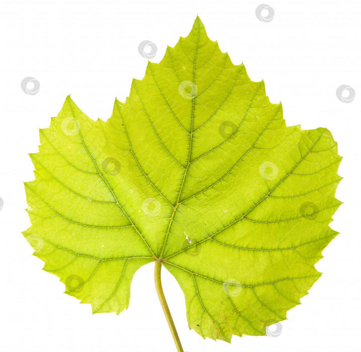 Скачать виноградный лист. изолированный на белом фоне фотосток Ozero