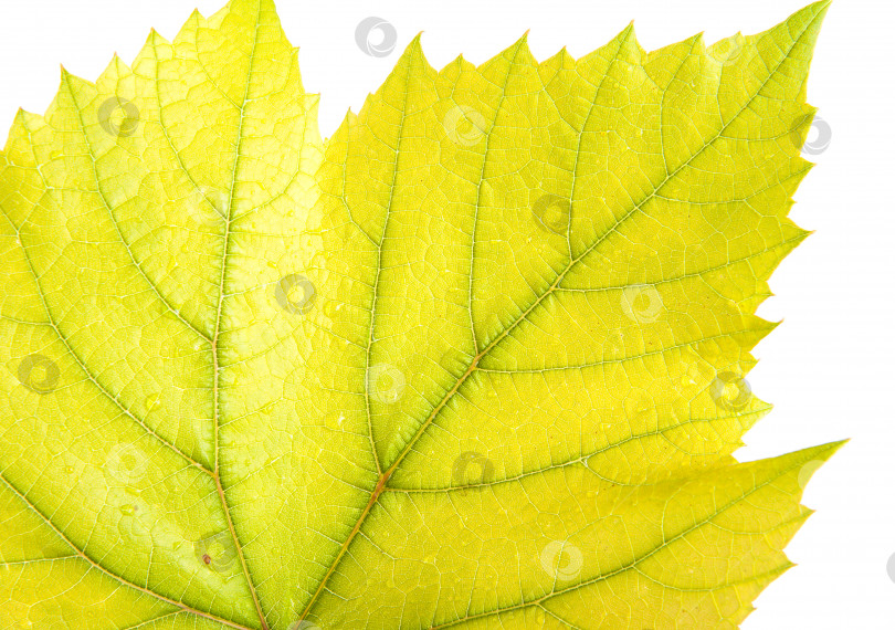 Скачать виноградный лист крупным планом. изолированный на белом фоне фотосток Ozero