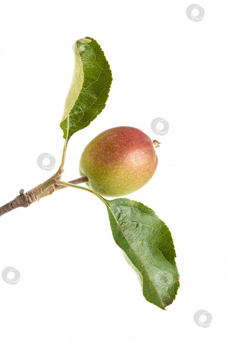 Apple branch