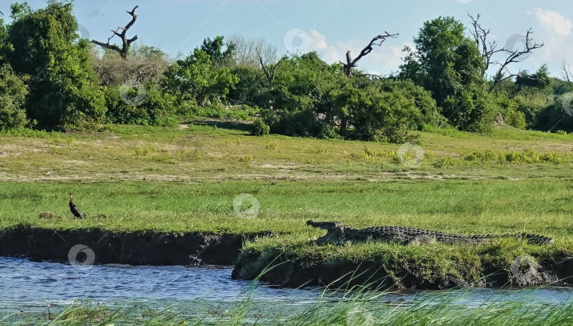 Скачать На берегу реки, на зеленой траве, лежит крокодил с открытой пастью. фотосток Ozero