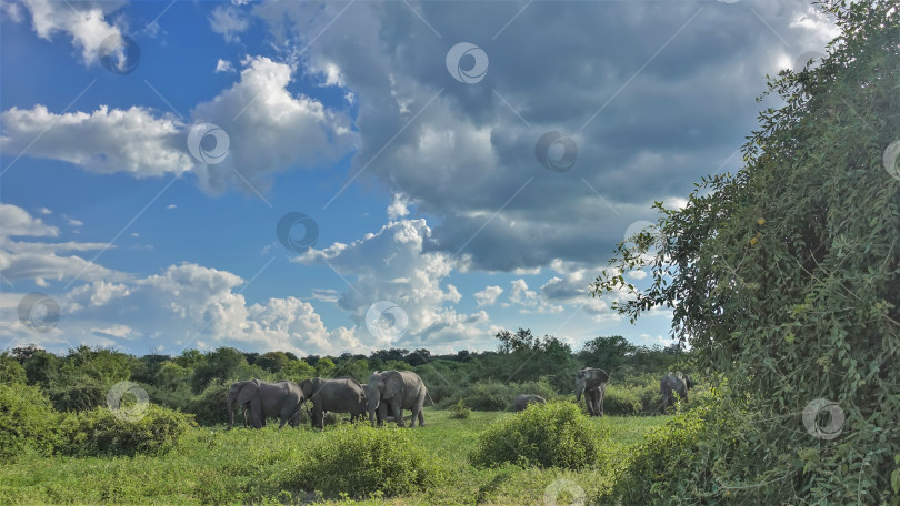 Скачать Стадо слонов пасется на сочной зеленой траве в саванне. фотосток Ozero