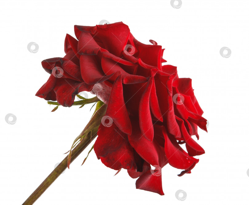 Скачать Бутон красной розы крупным планом. изолированный на белом фоне фотосток Ozero