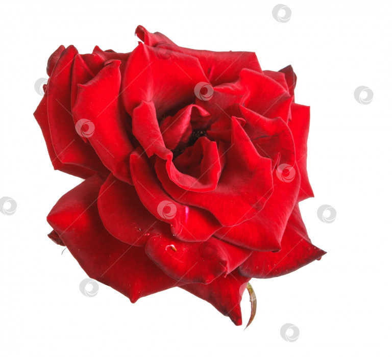 Скачать Бутон красной розы крупным планом. изолированный на белом фоне фотосток Ozero