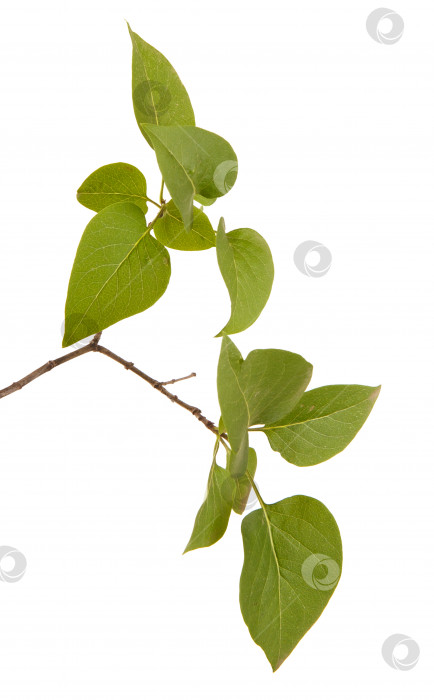 Скачать зеленые листья сирени. изолированный на белом фоне фотосток Ozero