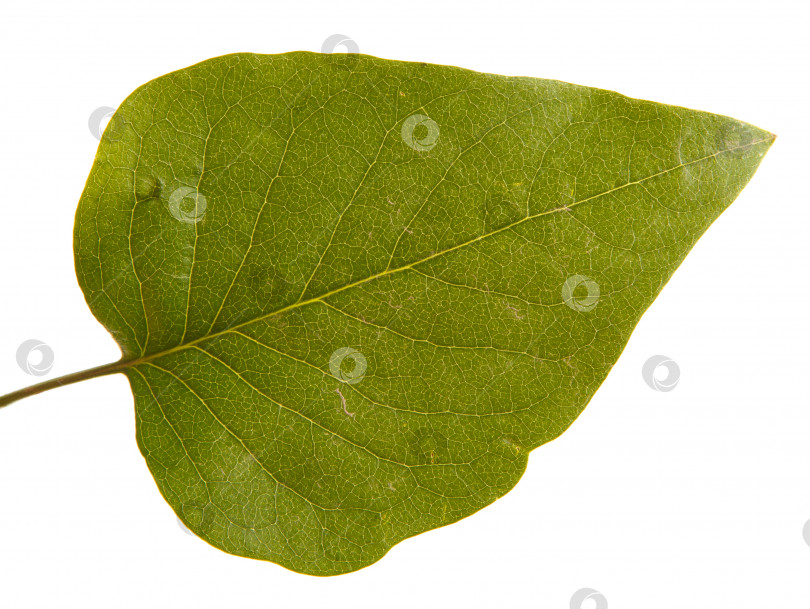 Скачать зеленый лист сирени. изолированный на белом фоне фотосток Ozero
