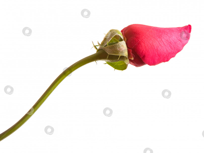 Скачать бутон красной розы, выделенный на белом фоне фотосток Ozero