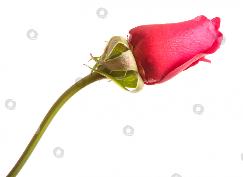 Скачать бутон красной розы, выделенный на белом фоне фотосток Ozero