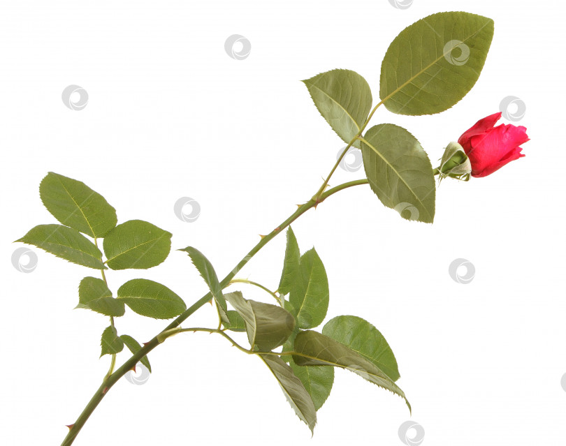 Скачать ветка красной розы, выделенная на белом фоне фотосток Ozero