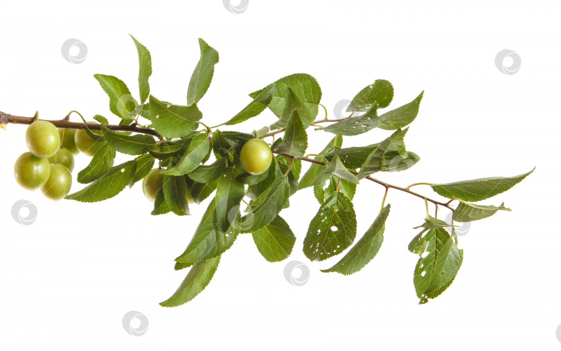 Скачать ветка сливового дерева с зелеными плодами и листьями. изолированный на белом фоне фотосток Ozero