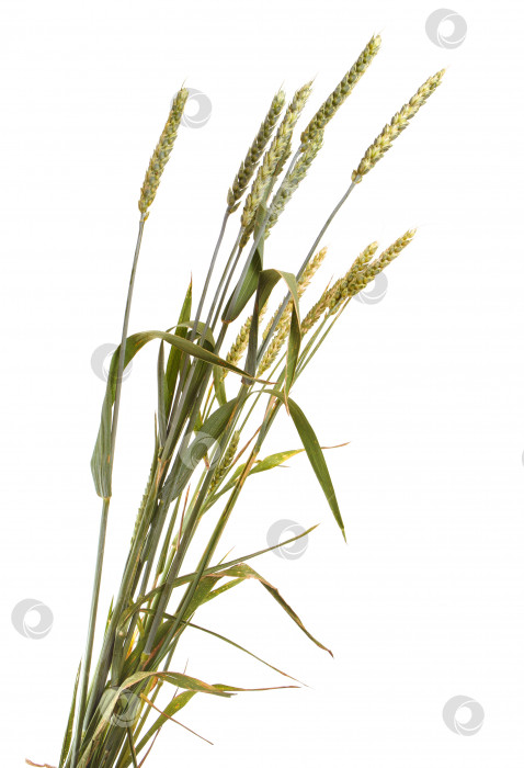 Скачать несколько колосьев пшеницы, выделенных на белом фоне фотосток Ozero