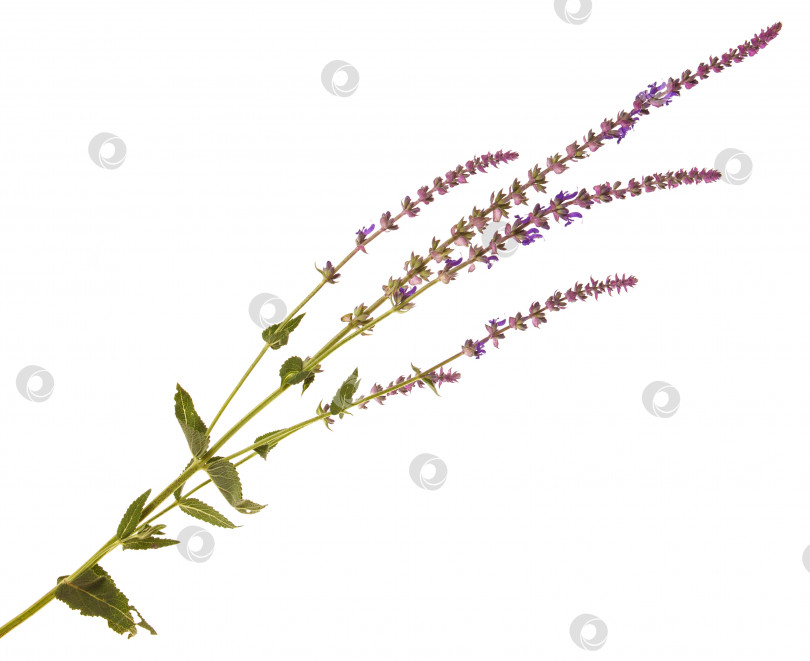 Скачать фиолетовый цветок шалфея, изолированный на белом фоне фотосток Ozero