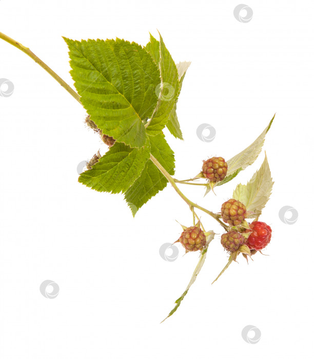 Скачать Спелая малина на ветке с листьями. изолированный на белом фоне фотосток Ozero