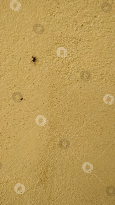 Скачать Маленький паук на стене, покрытой желтой декоративной штукатуркой. фотосток Ozero