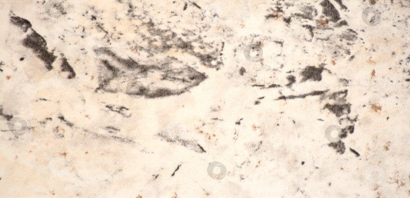 Скачать Белый гранит с крупными вкраплениями черного цвета, крупным планом текстура натурального полированного камня. фотосток Ozero