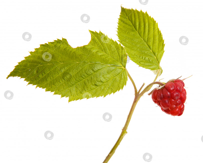Скачать Спелая малина на ветке с листьями. изолированный на белом фоне фотосток Ozero