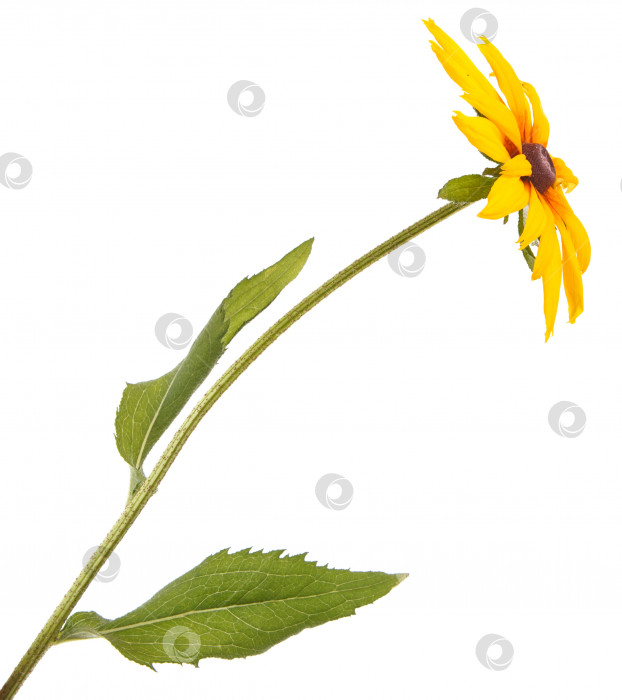 Скачать желтый садовый цветок. изолированный на белом фоне фотосток Ozero