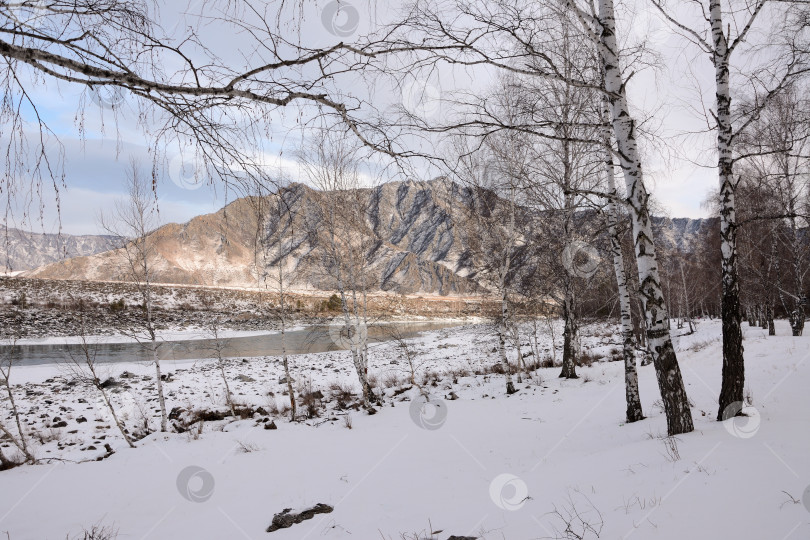 Скачать Взгляд сквозь ветви берез на заснеженный берег красивой реки, текущей по заснеженной долине солнечным зимним днем. фотосток Ozero