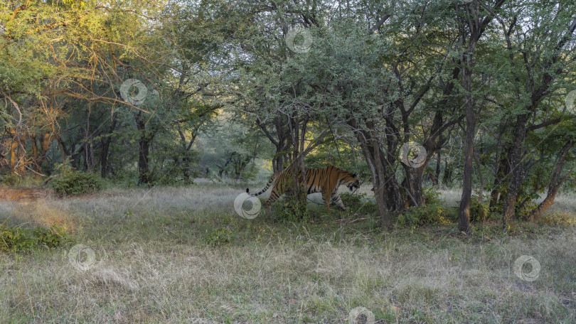 Скачать Дикий бенгальский тигр прогуливается в джунглях между деревьями. Индия. Национальный парк Рантамбор. фотосток Ozero