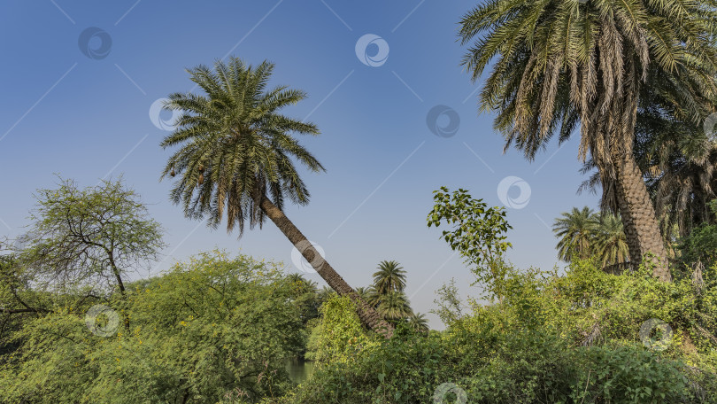 Скачать Заросли непроходимого кустарника и высокие раскидистые пальмы на фоне ясного голубого неба. фотосток Ozero