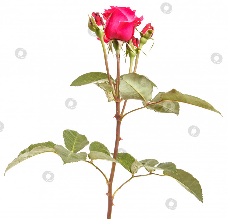 Скачать ветка красной розы, выделенная на белом фоне фотосток Ozero