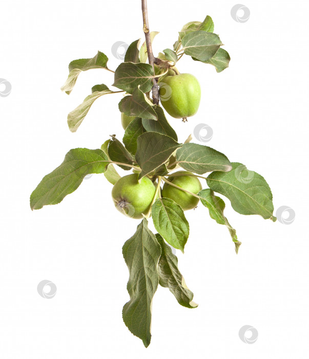 Скачать ветка яблони с незрелыми зелеными яблоками. изолированный на белом фоне фотосток Ozero