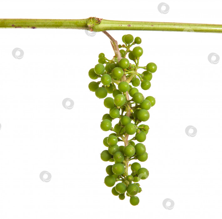 Скачать молодой виноград на лозе. изолированный на белом фоне фотосток Ozero