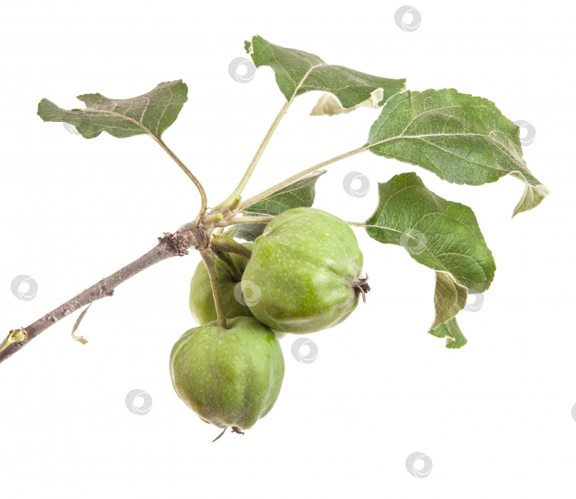 Скачать ветка яблони с незрелыми зелеными яблоками. изолированный на белом фоне фотосток Ozero
