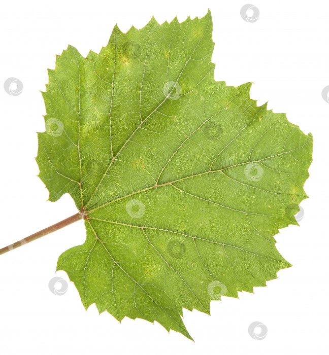 Скачать Зеленый виноградный лист. изолированный на белом фоне фотосток Ozero