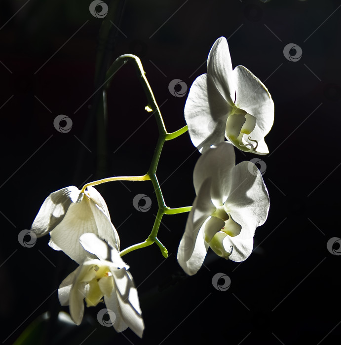 Скачать Белая орхидея с подсветкой. фотосток Ozero