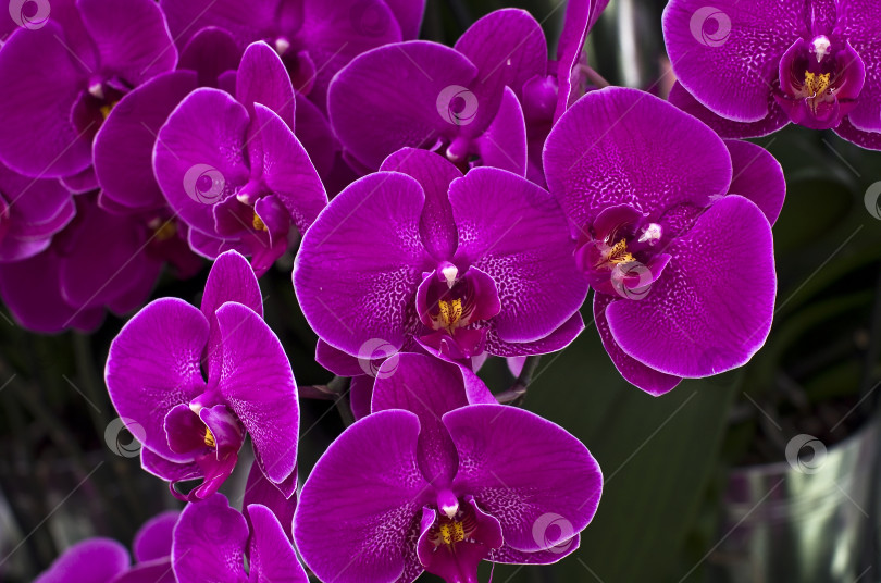 Скачать Фиолетовые орхидеи. фотосток Ozero