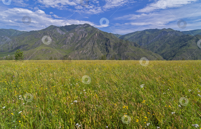 Скачать Луг в горах Алтая. фотосток Ozero