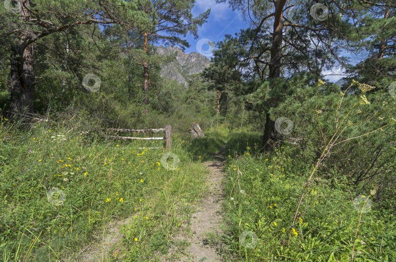 Скачать Проселочная дорога в лесу. фотосток Ozero