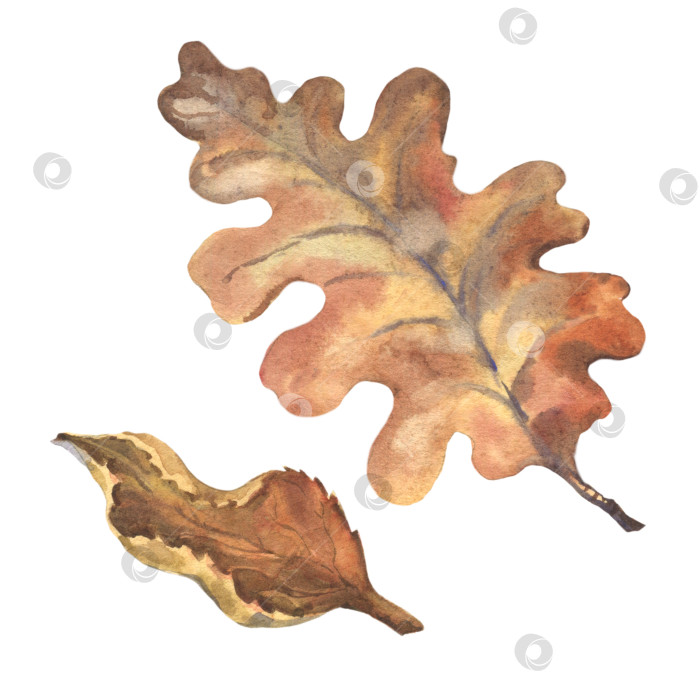 Скачать Красивый осенний акварельный набор из сухих листьев. Дубовый лист на белом фоне фотосток Ozero
