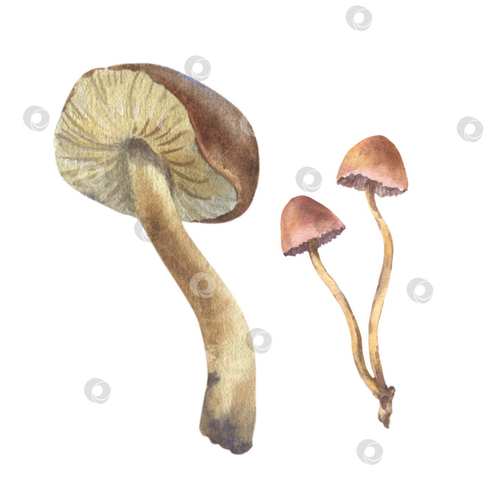 Скачать Осенняя акварельная иллюстрация популярного ботанического клипарта с грибами, выделенными на белом фоне. Нарисованный от руки набор. фотосток Ozero
