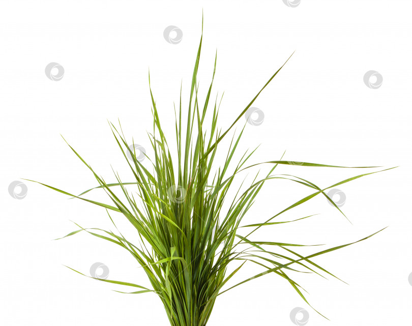 Скачать пучок зеленой травы, выделенный на белом фоне фотосток Ozero