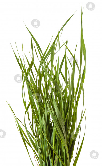 Скачать пучок зеленой травы, выделенный на белом фоне фотосток Ozero