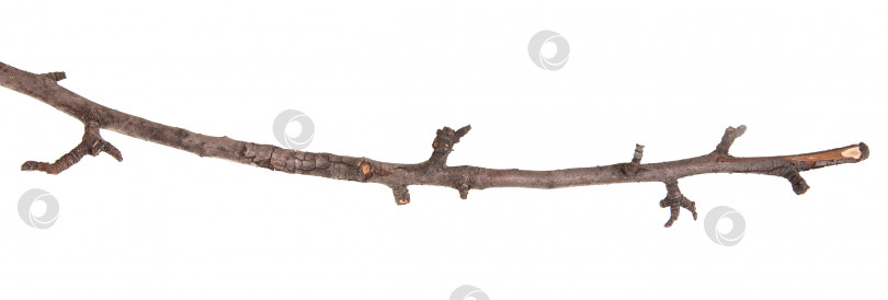 Скачать сухая ветка грушевого дерева, выделенная на белом фоне фотосток Ozero