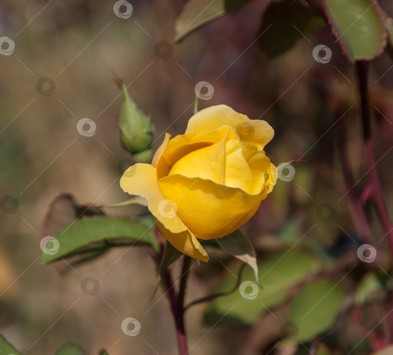 Скачать Желтая роза на размытом фоне фотосток Ozero