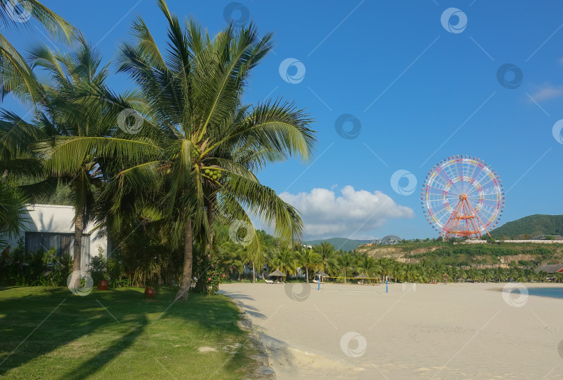 Скачать Пальмы растут на лужайке рядом с чистым песчаным пляжем. фотосток Ozero