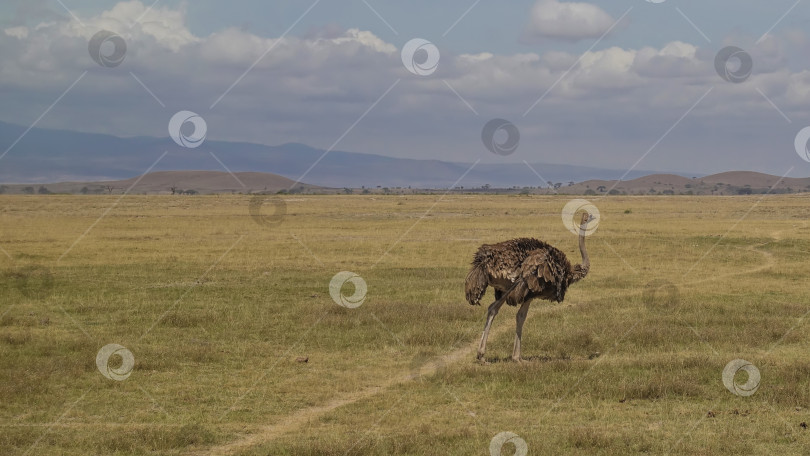 Скачать По саванне, покрытой пожелтевшей травой, прогуливается страус с коричневым оперением фотосток Ozero
