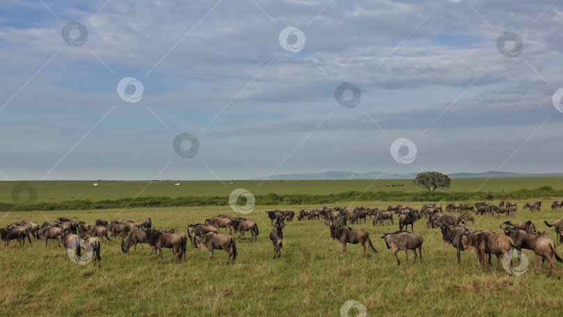 Скачать Большое стадо антилоп гну мирно пасется на сочной зеленой траве бескрайней африканской саванны. фотосток Ozero