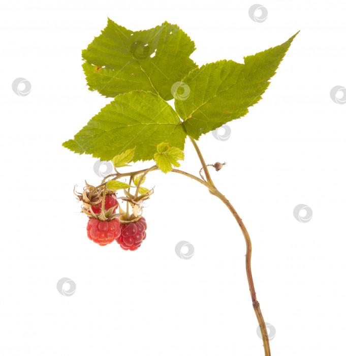 Скачать малина на ветке с листьями. на белом фоне фотосток Ozero